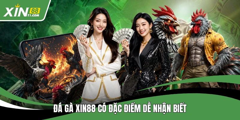 Đá gà XIN88 có đặc điểm dễ nhận biết